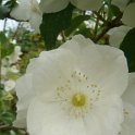 Philadelphus x 'Innocence' P7 (2)